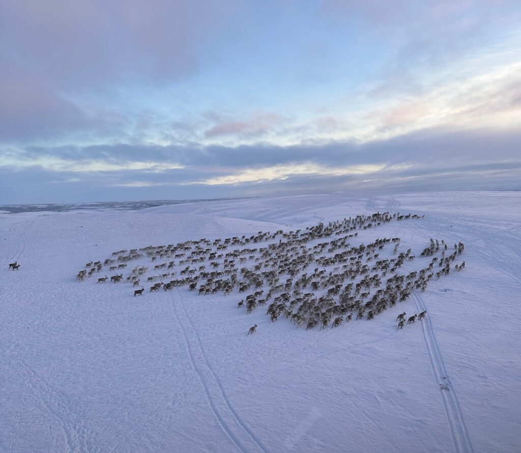 rein som samler seg på snøen i reinbeitdistrikt 7