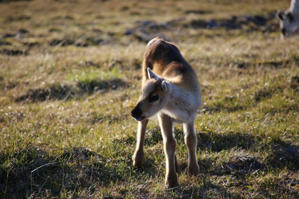 reindeer kalv